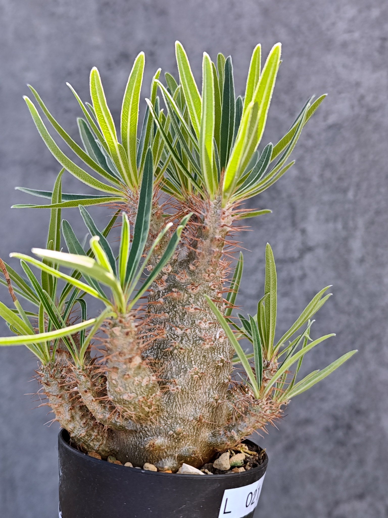 パキポディウム・グラキリス 実生【L21】 Pachypodium gracilius 塊根