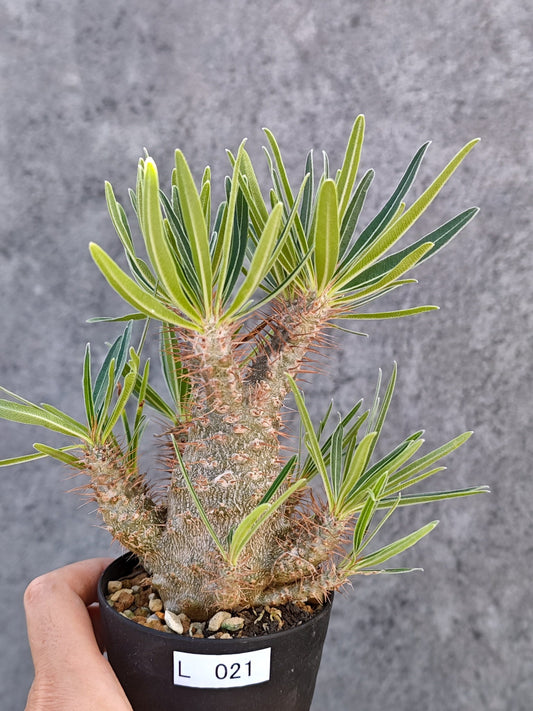 【現品限り】パキポディウム・グラキリス 実生【L21】 Pachypodium gracilius