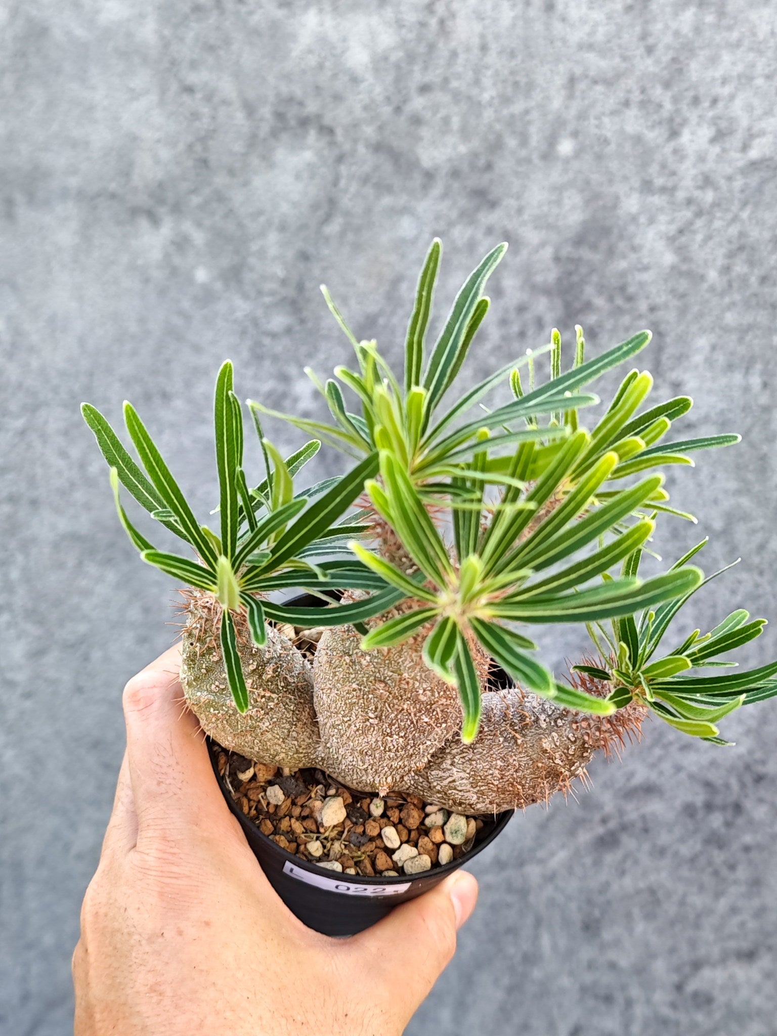 パキポディウム(Pachypodium)の種子・植物 通販サイト – プラント