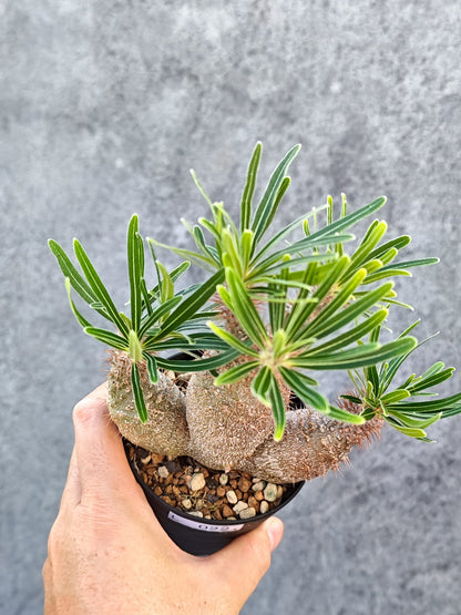 【現品限り】パキポディウム・グラキリス 実生【L22】 Pachypodium gracilius