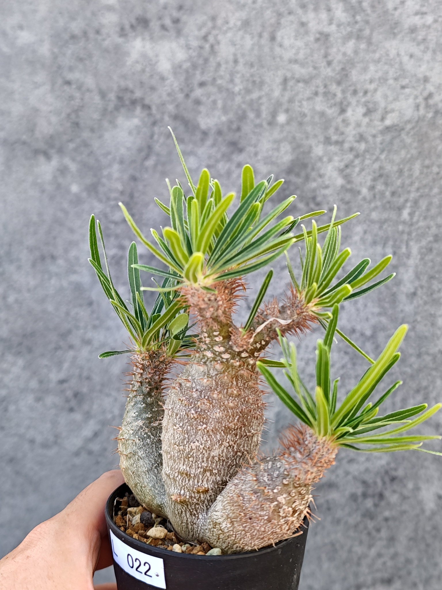 パキポディウム・グラキリス 実生【L22】 Pachypodium gracilius 塊根