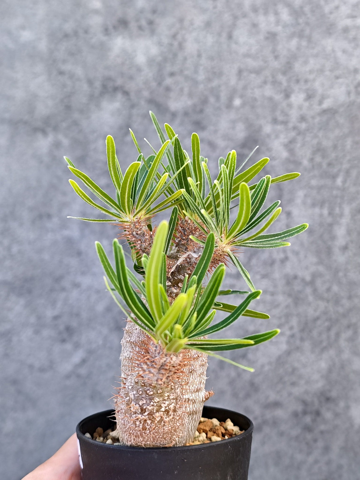 【現品限り】パキポディウム・グラキリス 実生【L22】 Pachypodium gracilius