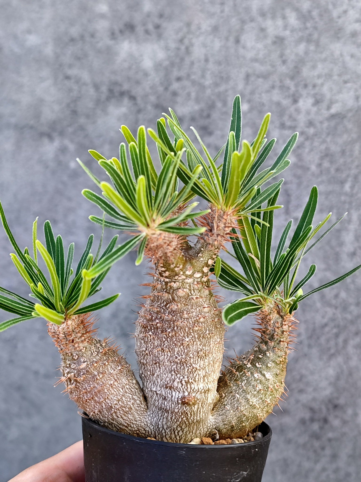 【現品限り】パキポディウム・グラキリス 実生【L22】 Pachypodium gracilius