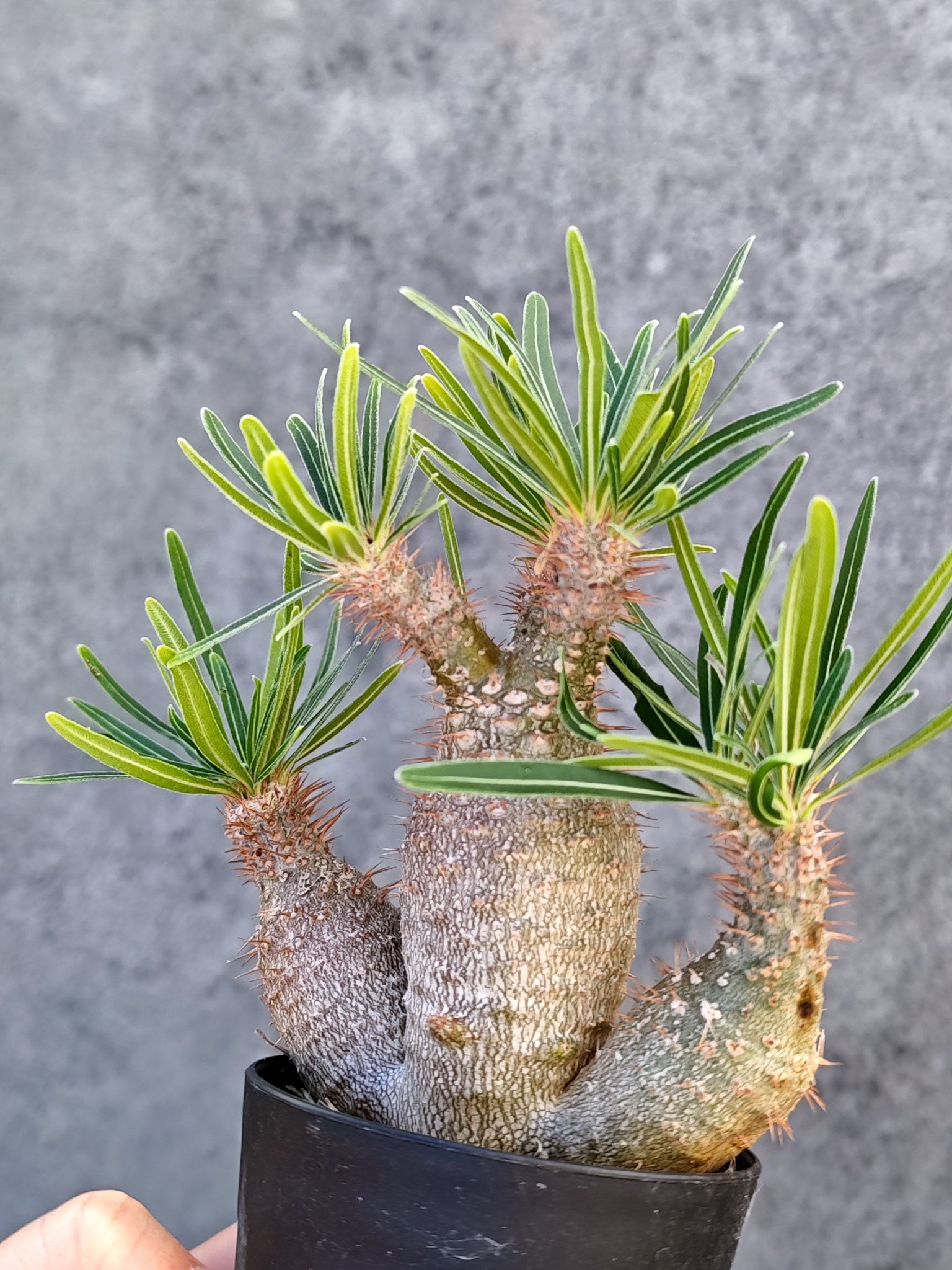 パキポディウム・グラキリス 実生【L22】 Pachypodium gracilius 塊根