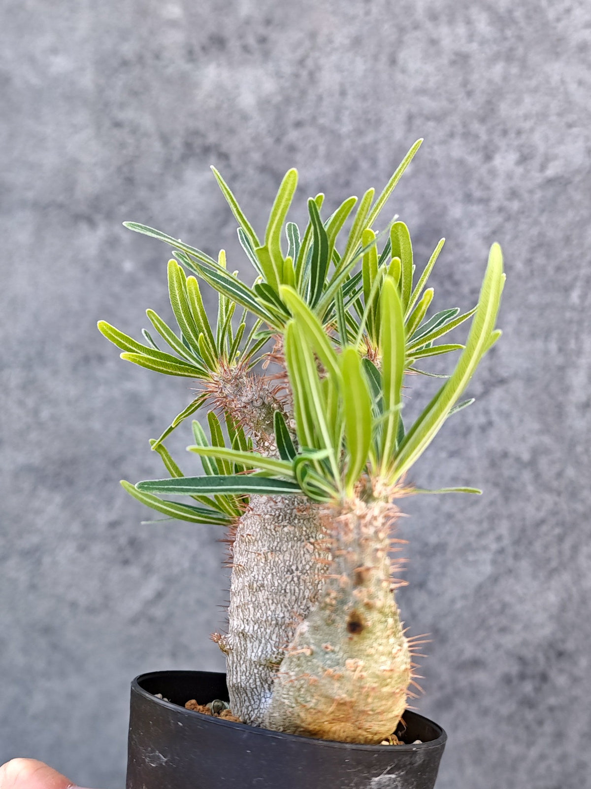【現品限り】パキポディウム・グラキリス 実生【L22】 Pachypodium gracilius