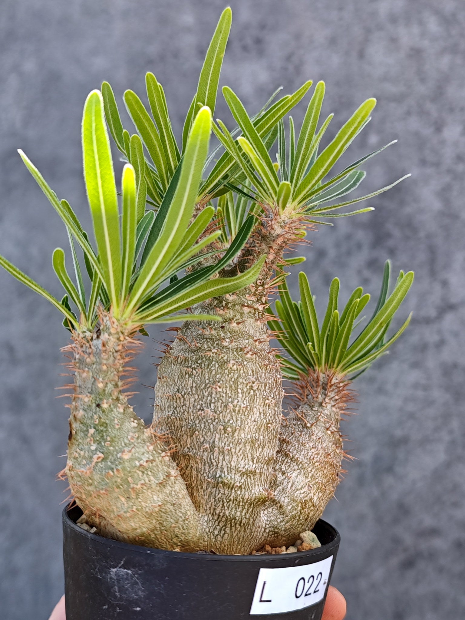 パキポディウム・グラキリス 実生【L22】 Pachypodium gracilius 塊根