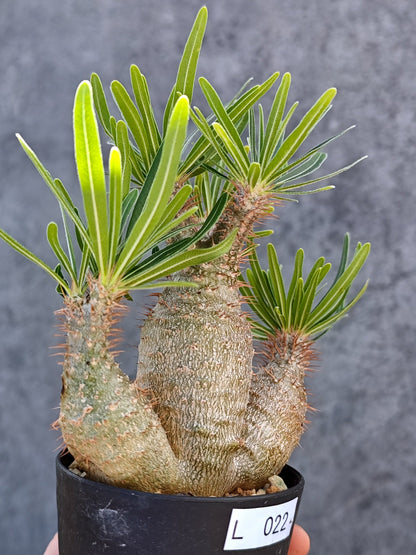 【現品限り】パキポディウム・グラキリス 実生【L22】 Pachypodium gracilius