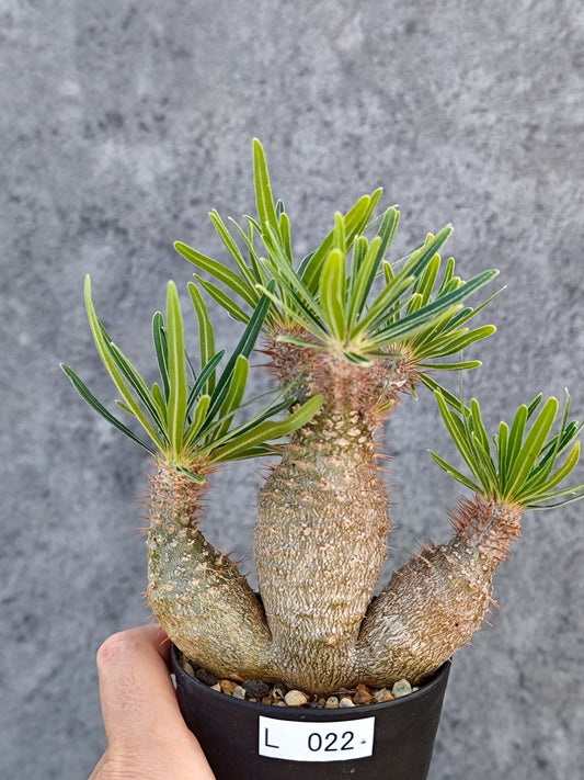 【現品限り】パキポディウム・グラキリス 実生【L22】 Pachypodium gracilius