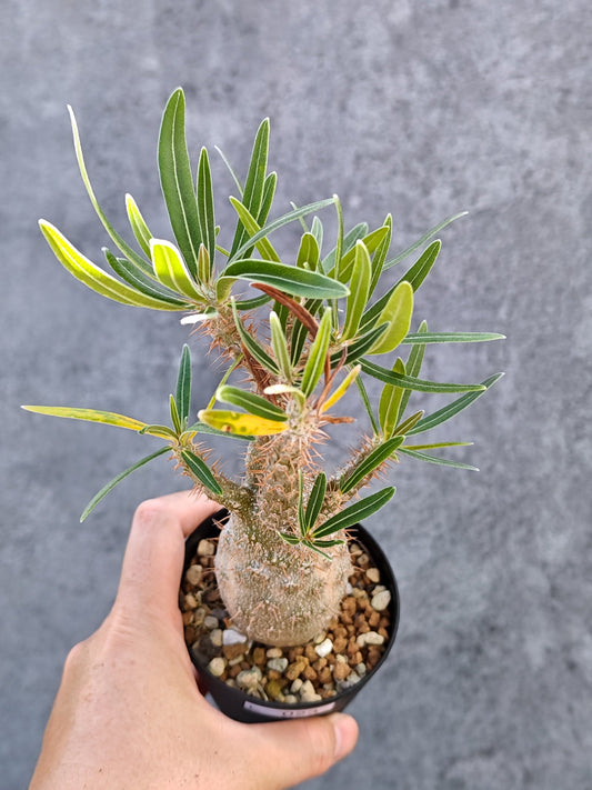 【現品限り】パキポディウム・グラキリス 実生【L23】 Pachypodium gracilius