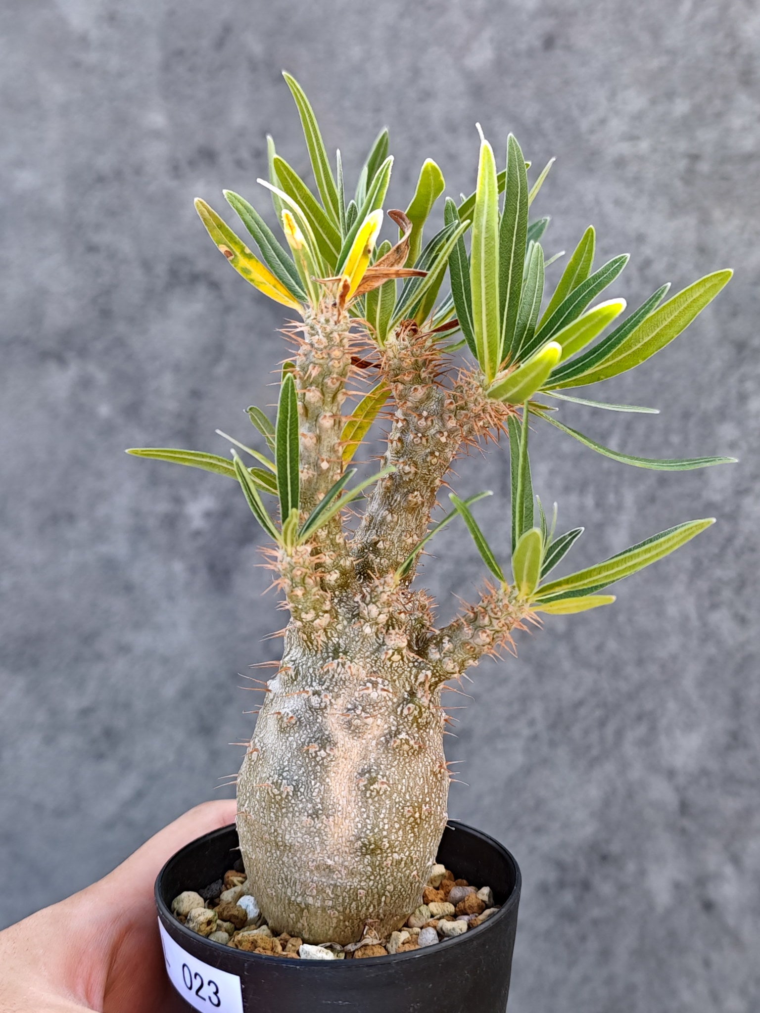 パキポディウム・グラキリス 実生【L23】 Pachypodium gracilius 塊根