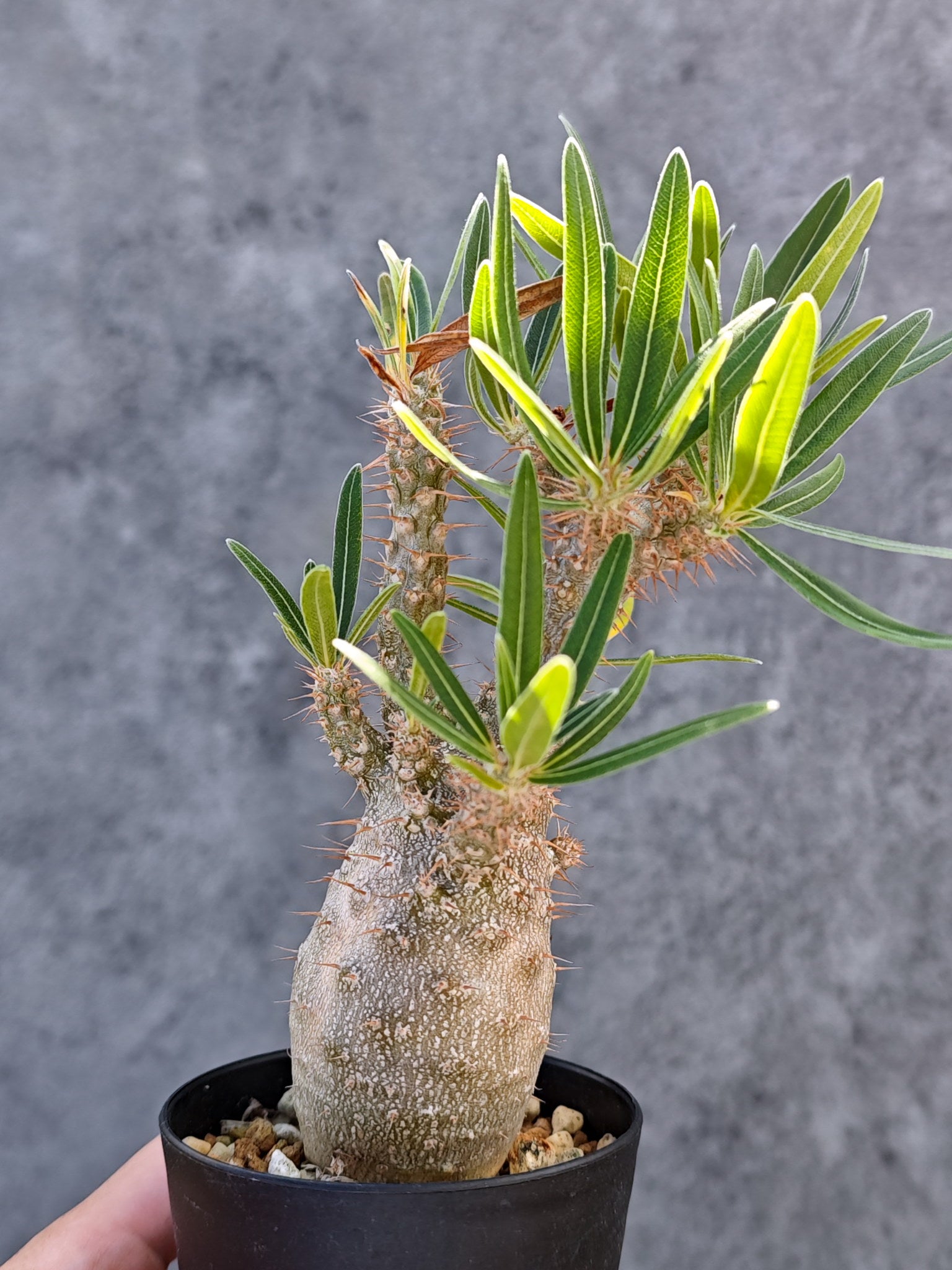 パキポディウム・グラキリス 実生【L23】 Pachypodium gracilius 塊根