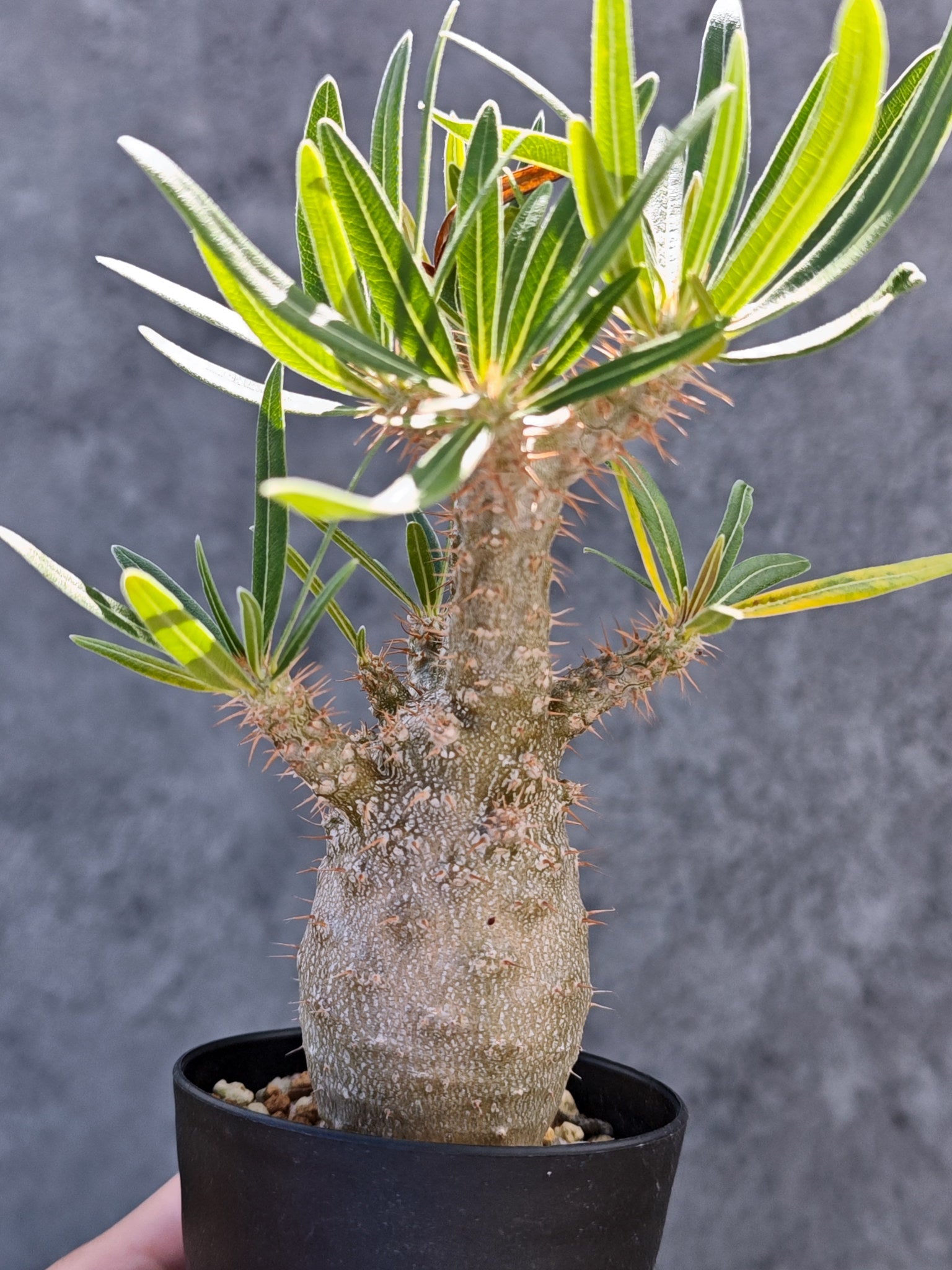 パキポディウム・グラキリス 実生【L23】 Pachypodium gracilius 塊根