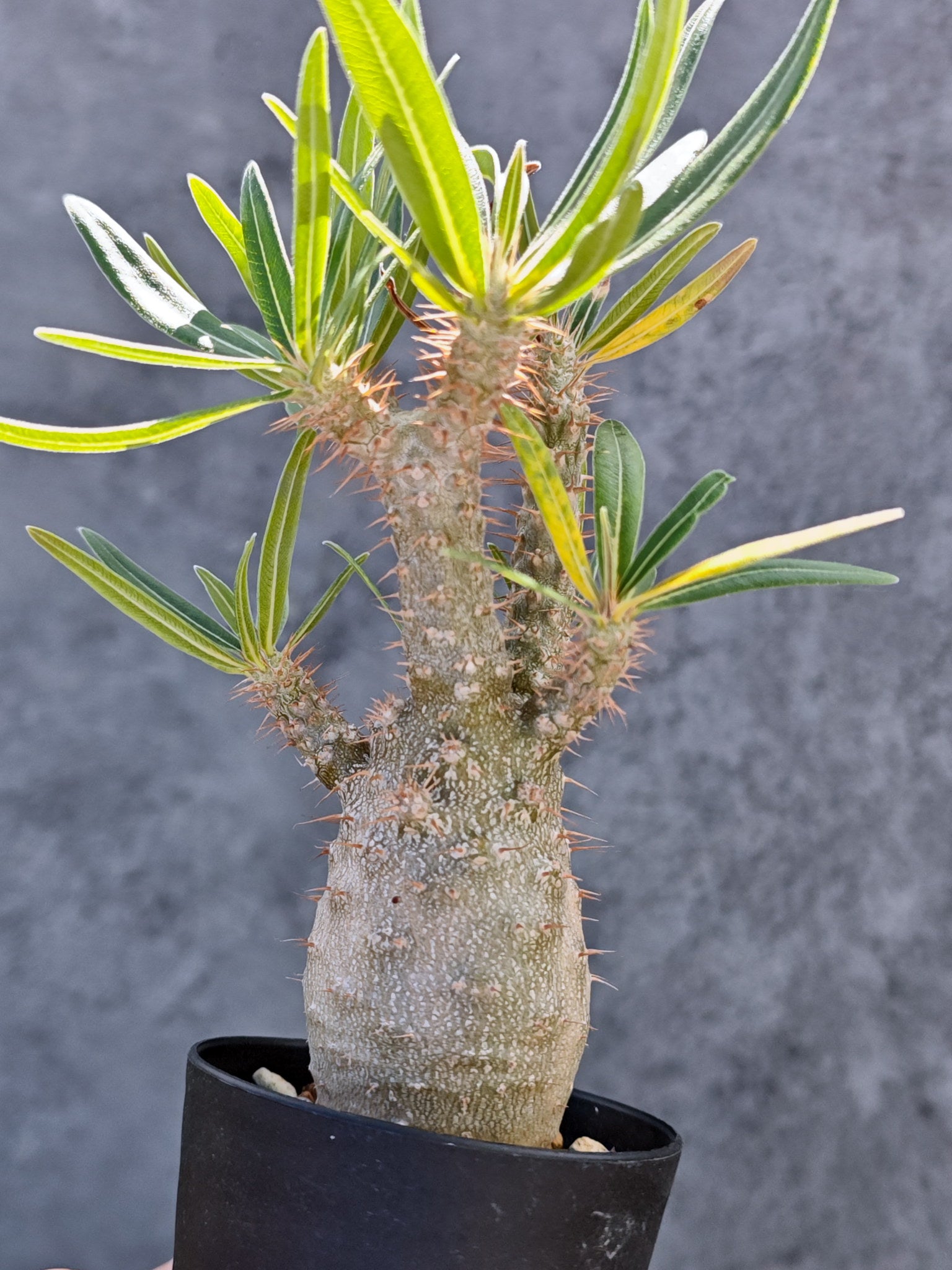 パキポディウム・グラキリス 実生【L23】 Pachypodium gracilius 塊根