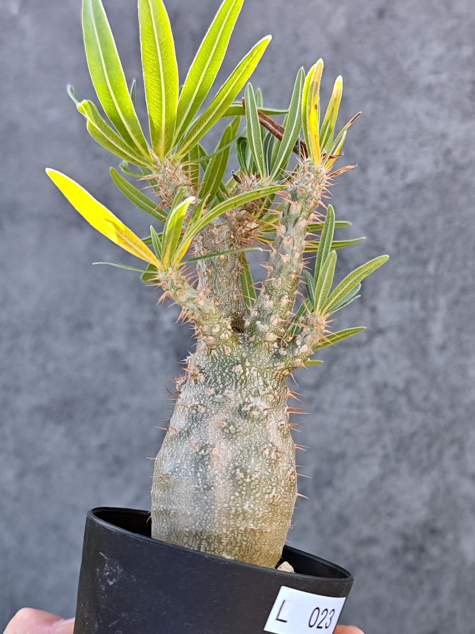 パキポディウム・グラキリス 実生【L23】 Pachypodium gracilius 塊根