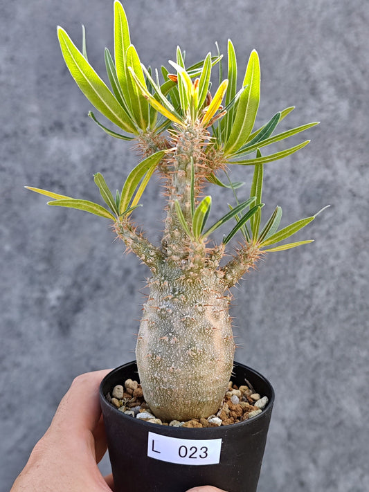 【現品限り】パキポディウム・グラキリス 実生【L23】 Pachypodium gracilius
