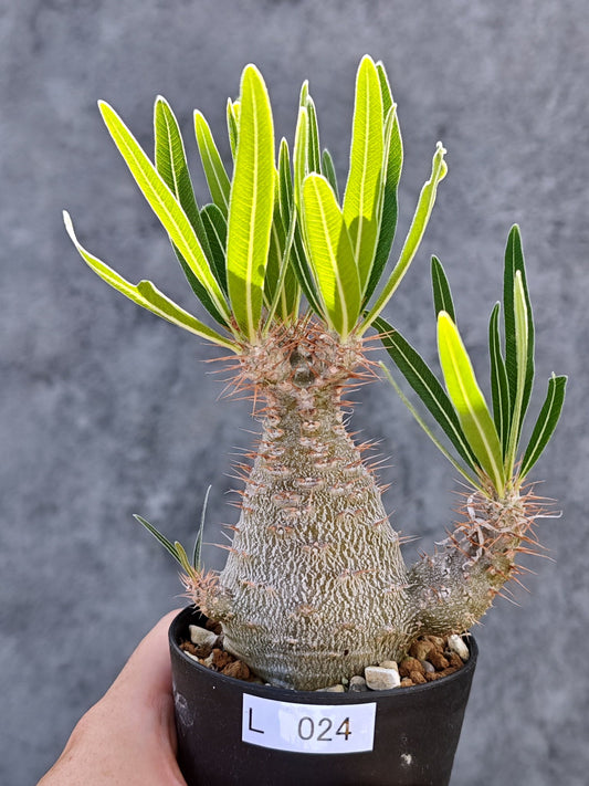 【現品限り】パキポディウム・グラキリス 実生【L24】 Pachypodium gracilius
