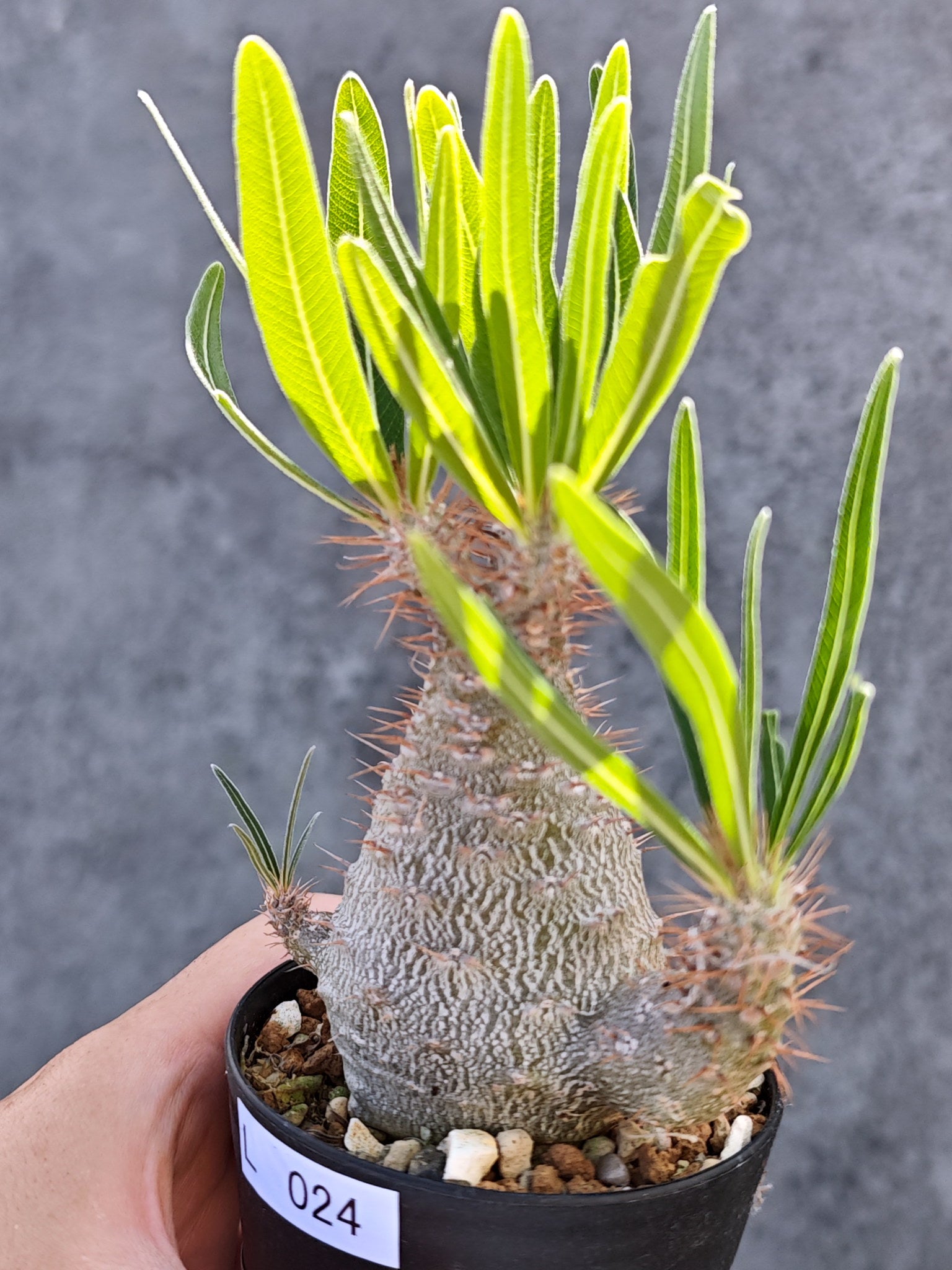 パキポディウム・グラキリス 実生【L24】 Pachypodium gracilius 塊根
