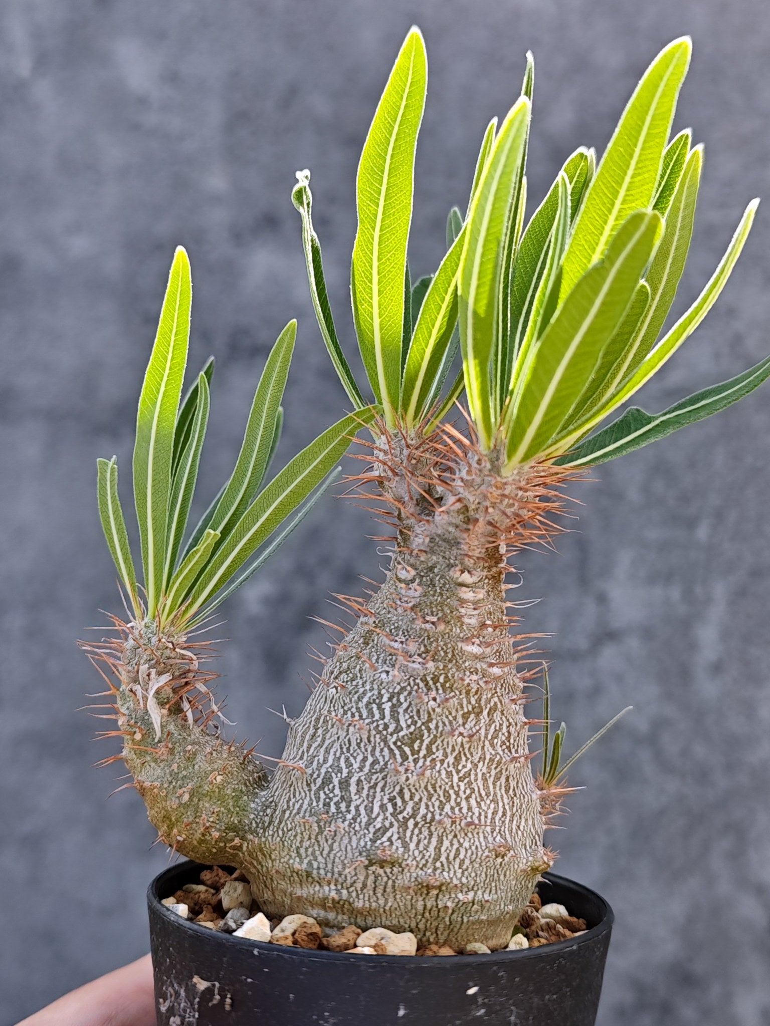 パキポディウム・グラキリス 実生【L24】 Pachypodium gracilius 塊根