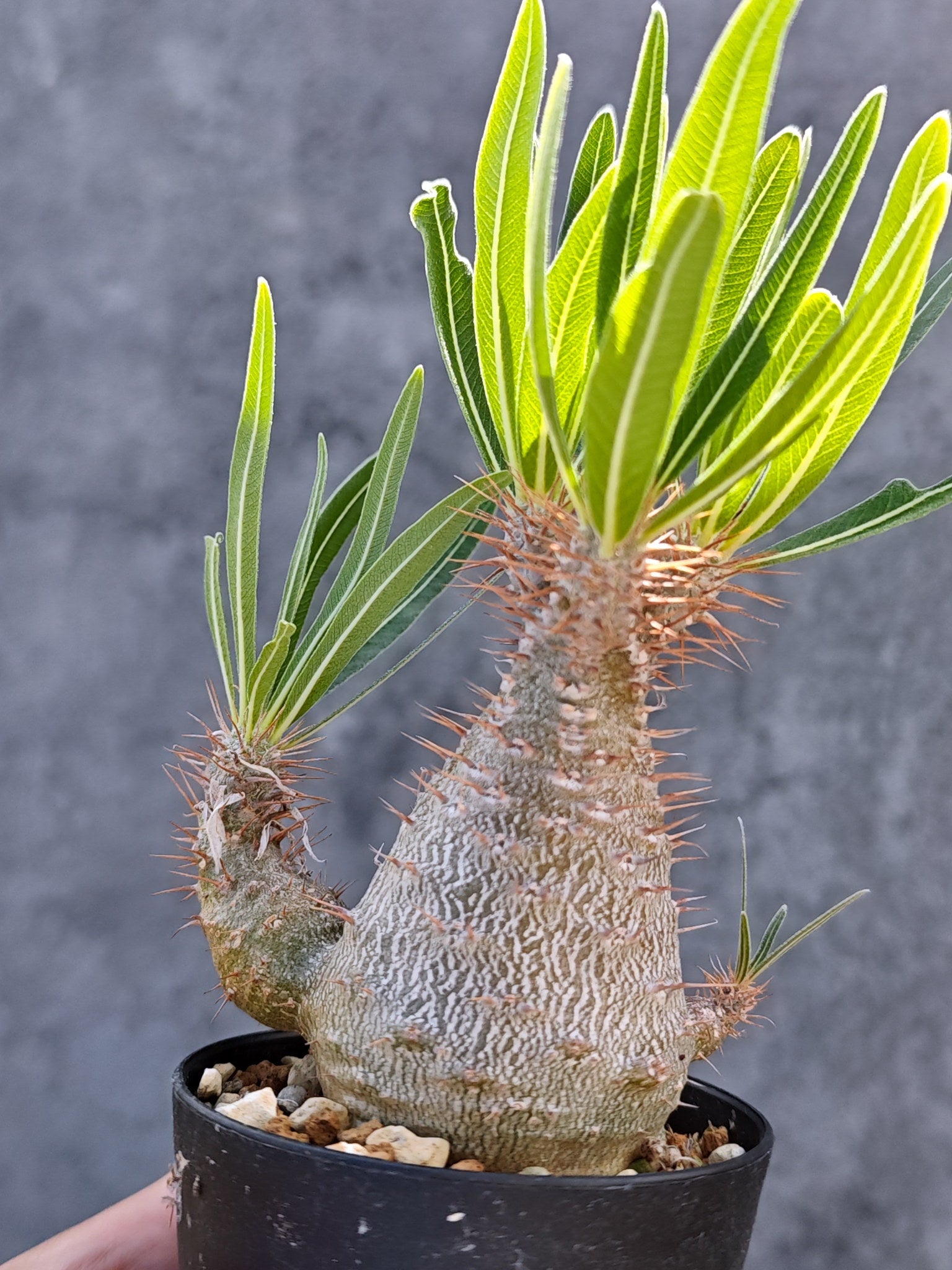 パキポディウム・グラキリス 実生【L24】 Pachypodium gracilius 塊根