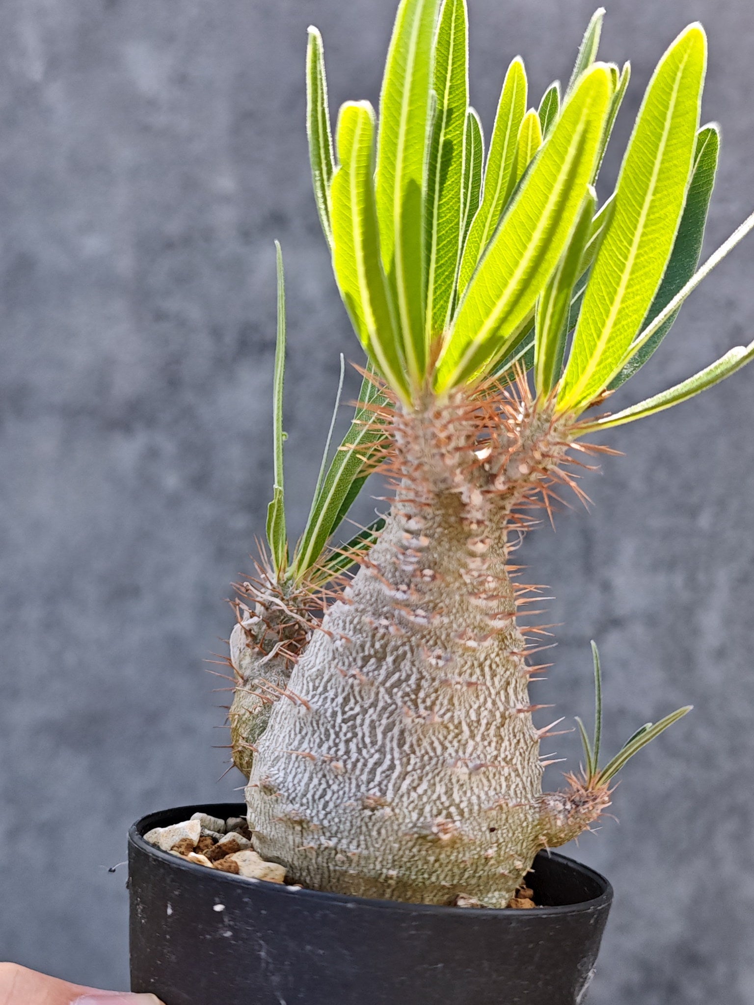 パキポディウム・グラキリス 実生【L24】 Pachypodium gracilius 塊根