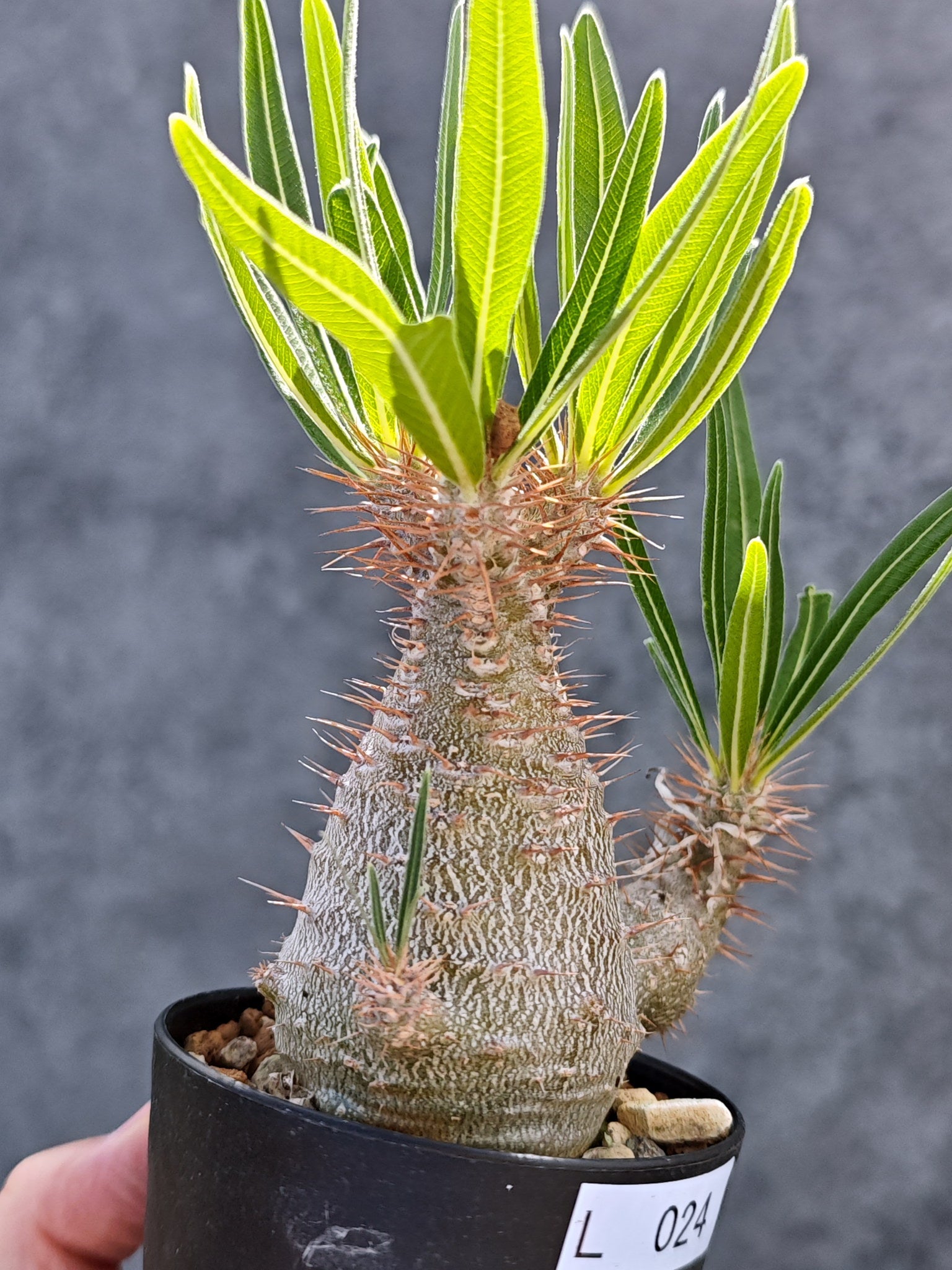 パキポディウム・グラキリス 実生【L24】 Pachypodium gracilius 塊根