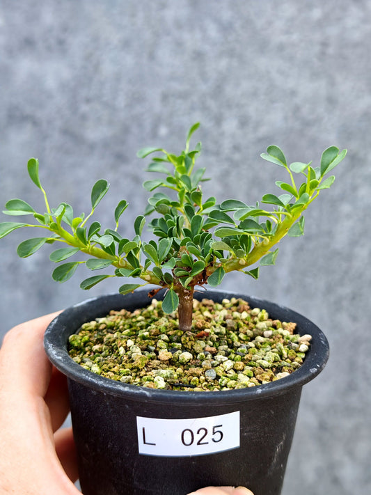 【現品限り】モンソニア・バンデリエティア 実生【L25】 Monsonia vanderietiae