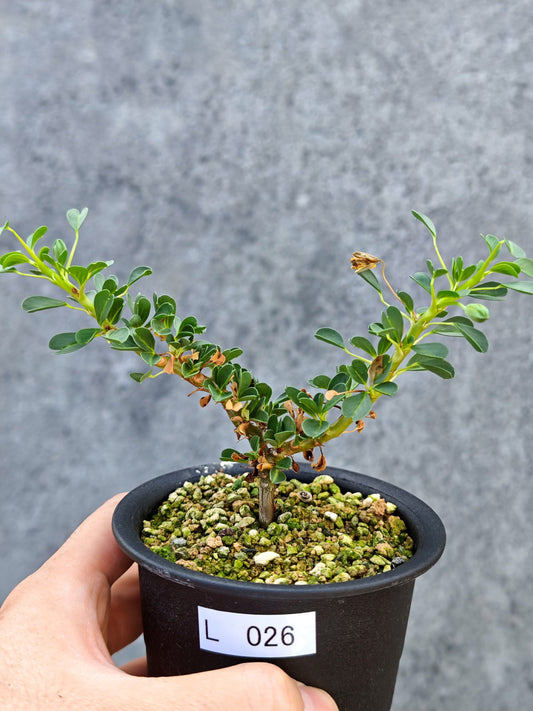 【現品限り】モンソニア・バンデリエティア 実生【L26】 Monsonia vanderietiae