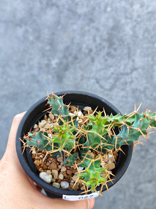 【現品限り】ユーフォルビア・クラビゲラ 実生【L27】 Euphorbia clavigera