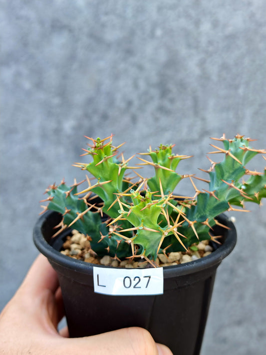 【現品限り】ユーフォルビア・クラビゲラ 実生【L27】 Euphorbia clavigera