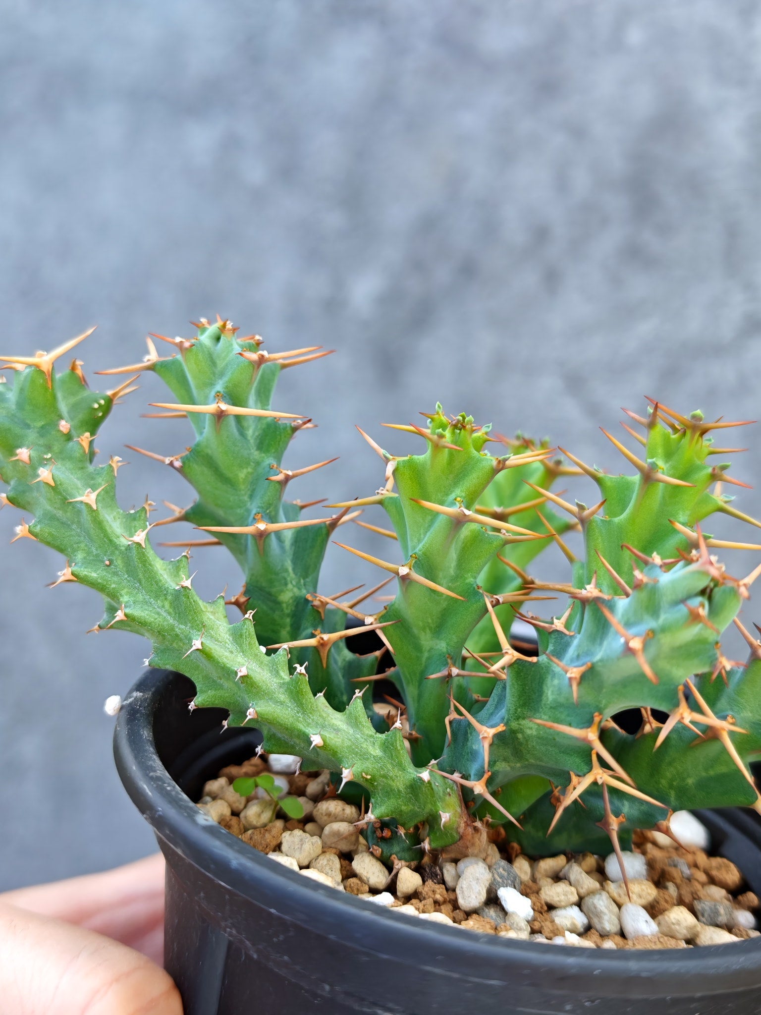 ユーフォルビア・クラビゲラ 実生【L27】 Euphorbia clavigera 塊根