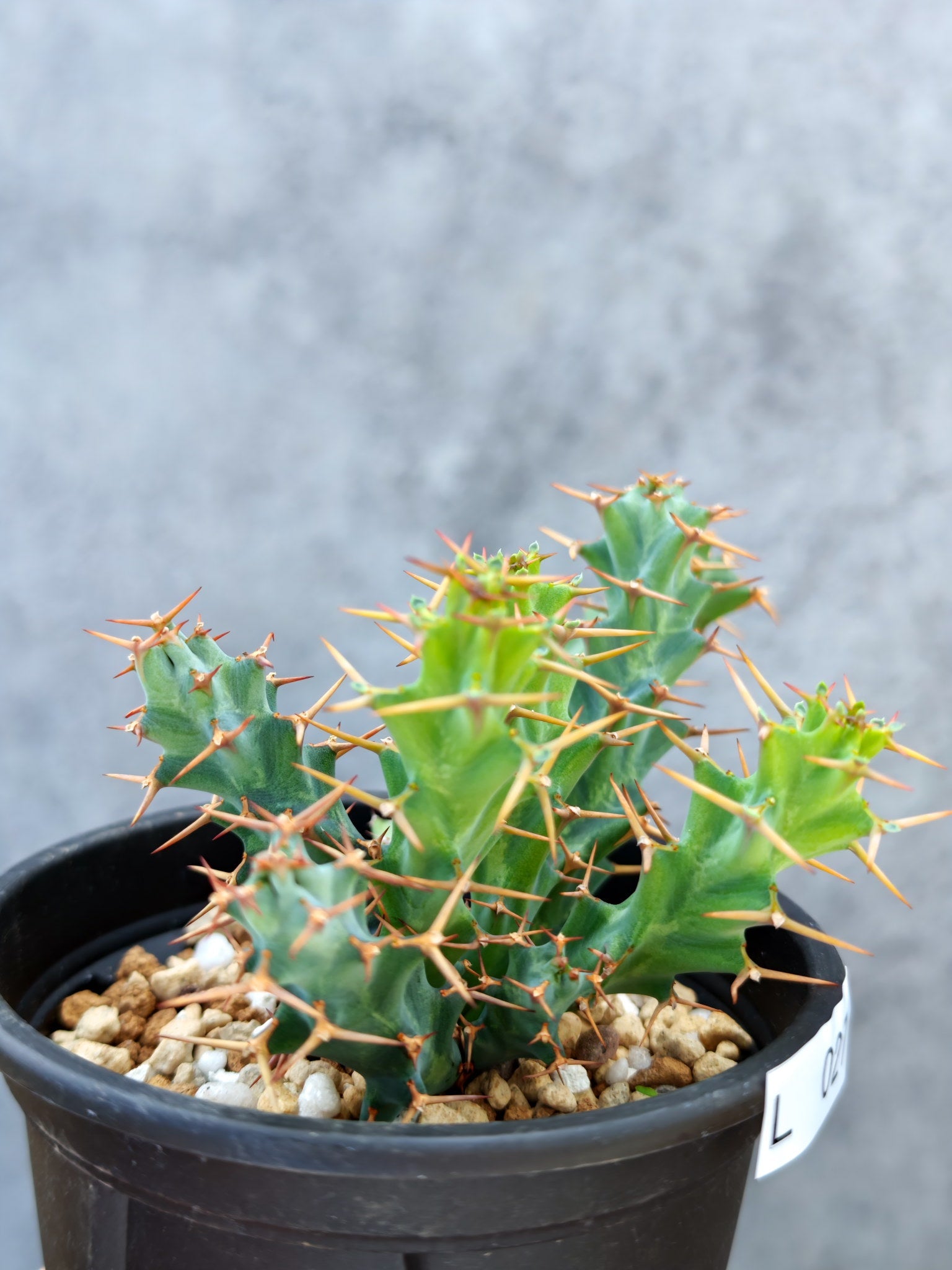 ユーフォルビア・クラビゲラ 実生【L27】 Euphorbia clavigera 塊根