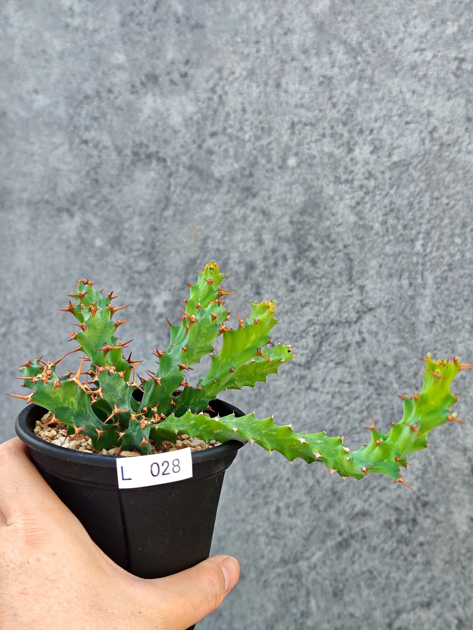 ユーフォルビア・クラビゲラ 実生【L28】 Euphorbia clavigera 塊根
