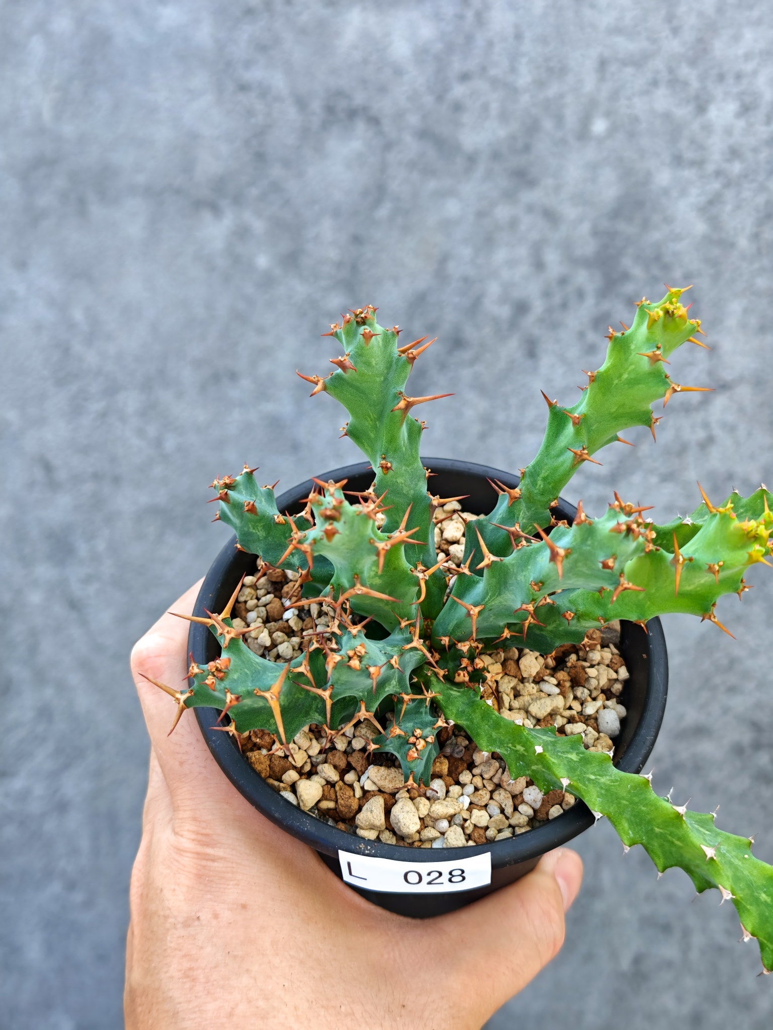 ユーフォルビア・クラビゲラ 実生【L28】 Euphorbia clavigera 塊根