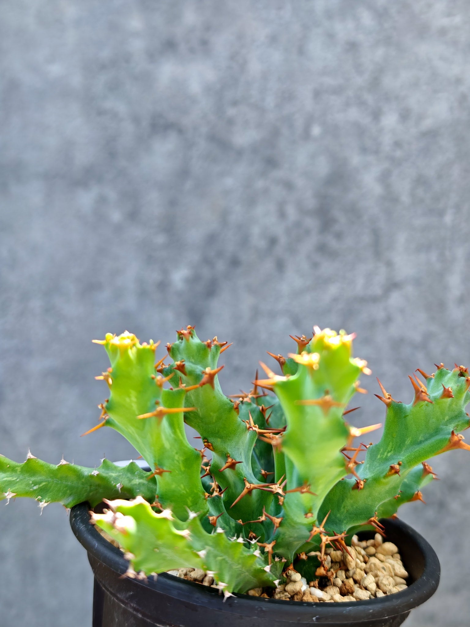 ユーフォルビア・クラビゲラ 実生【L28】 Euphorbia clavigera 塊根