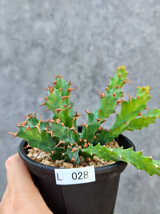 【現品限り】ユーフォルビア・クラビゲラ 実生【L28】 Euphorbia clavigera