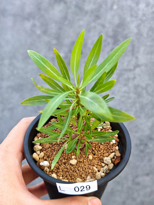 【現品限り】フォークイエリア・プルプシー 実生【L29】 Fouquieria purpusii