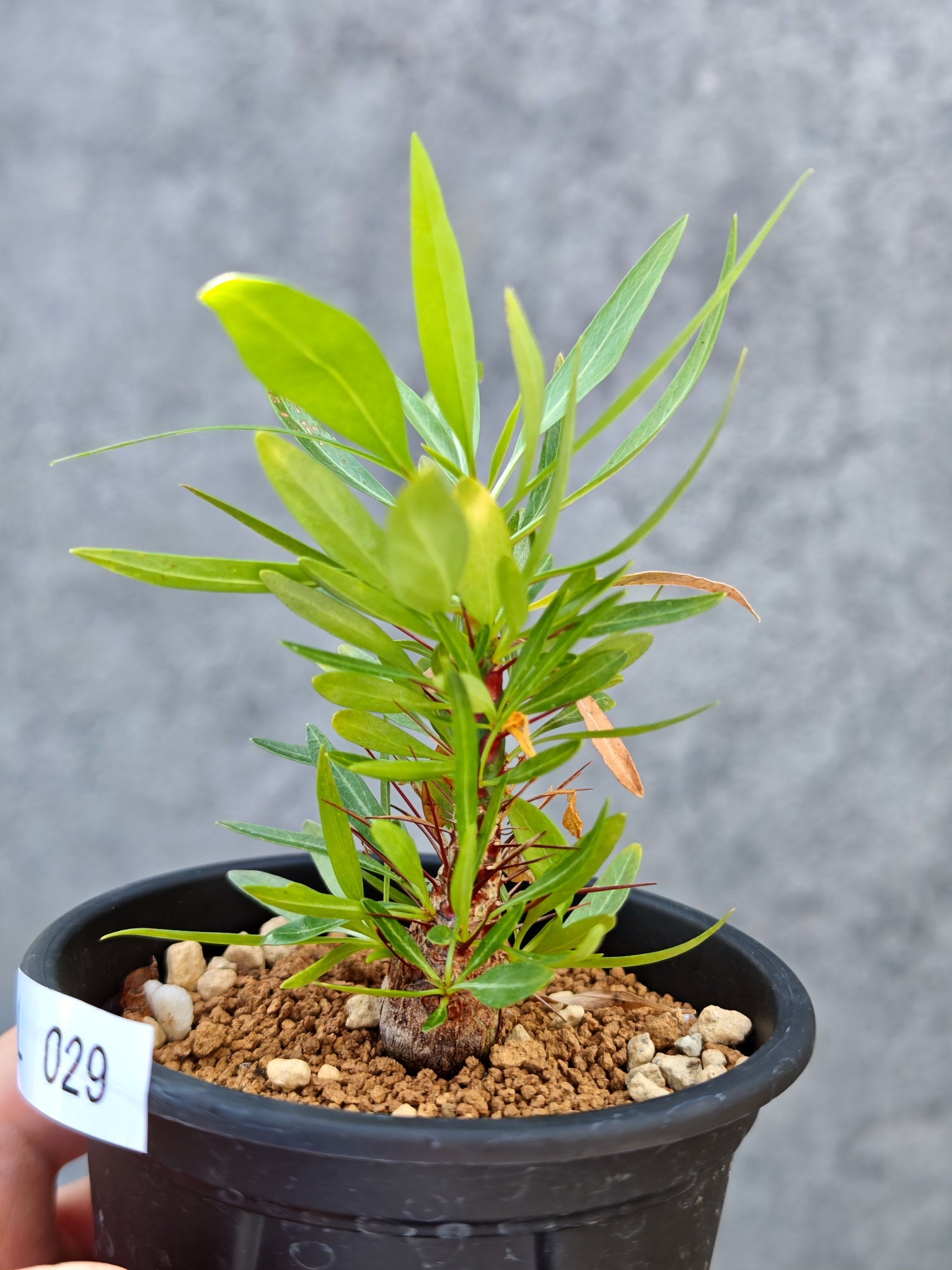 フォークイエリア・プルプシー 実生【L29】 Fouquieria purpusii 塊根