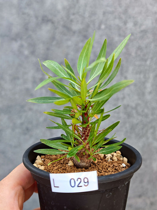 【現品限り】フォークイエリア・プルプシー 実生【L29】 Fouquieria purpusii