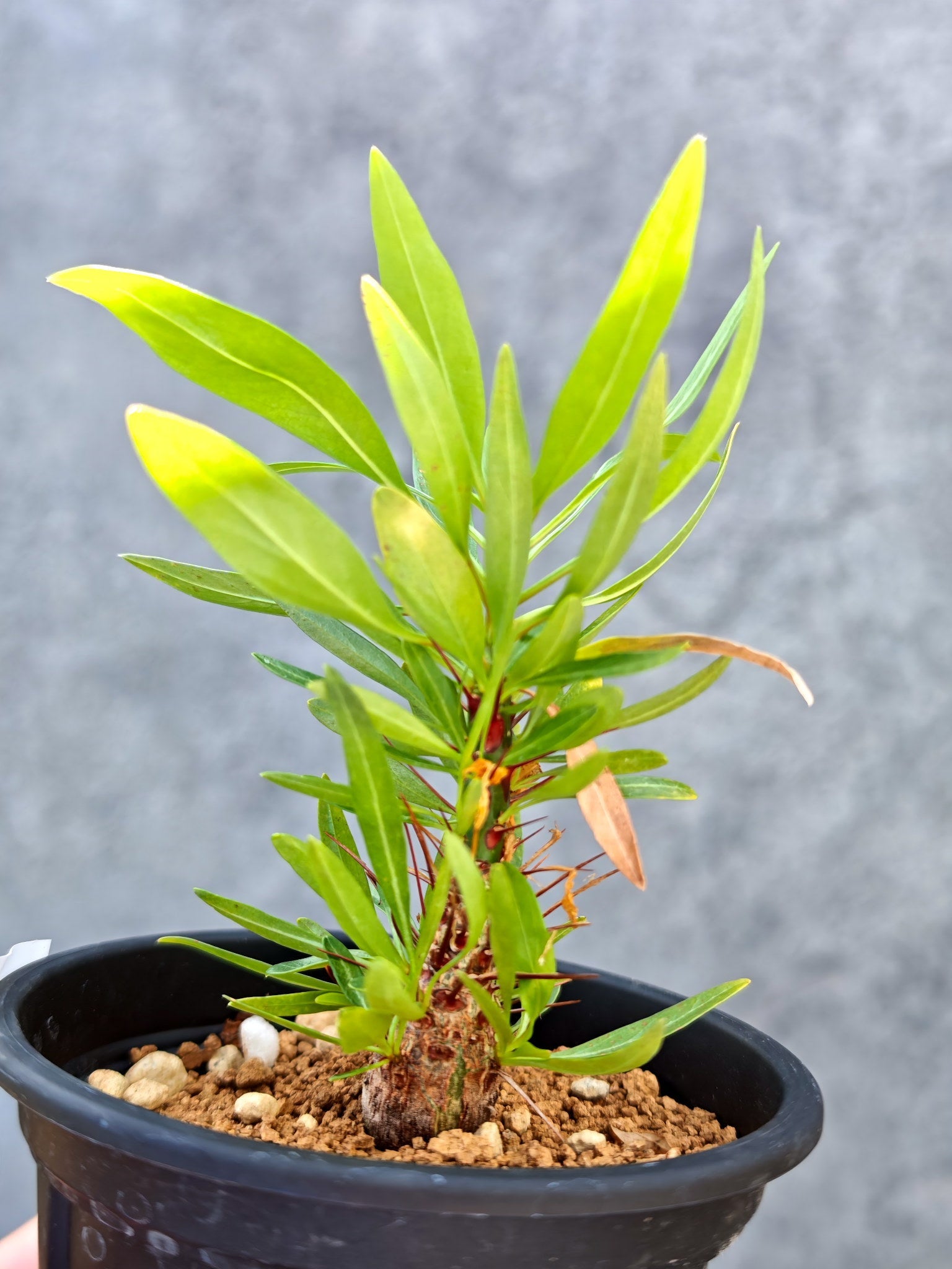 フォークイエリア・プルプシー 実生【L29】 Fouquieria purpusii 塊根