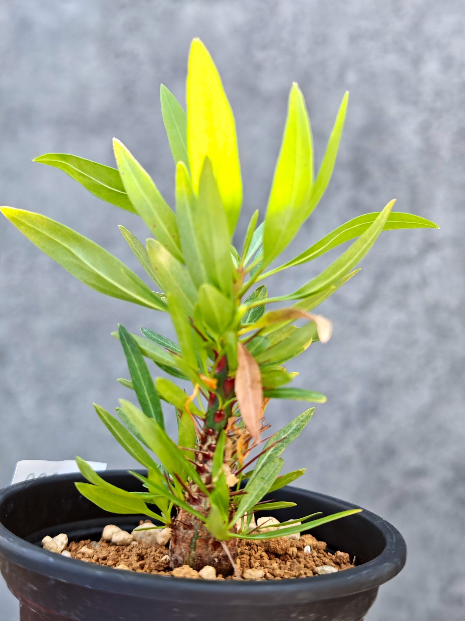 フォークイエリア・プルプシー 実生【L29】 Fouquieria purpusii 塊根