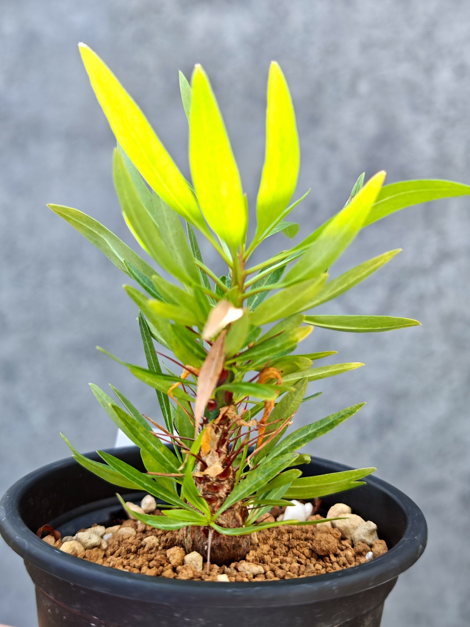 フォークイエリア・プルプシー 実生【L29】 Fouquieria purpusii 塊根