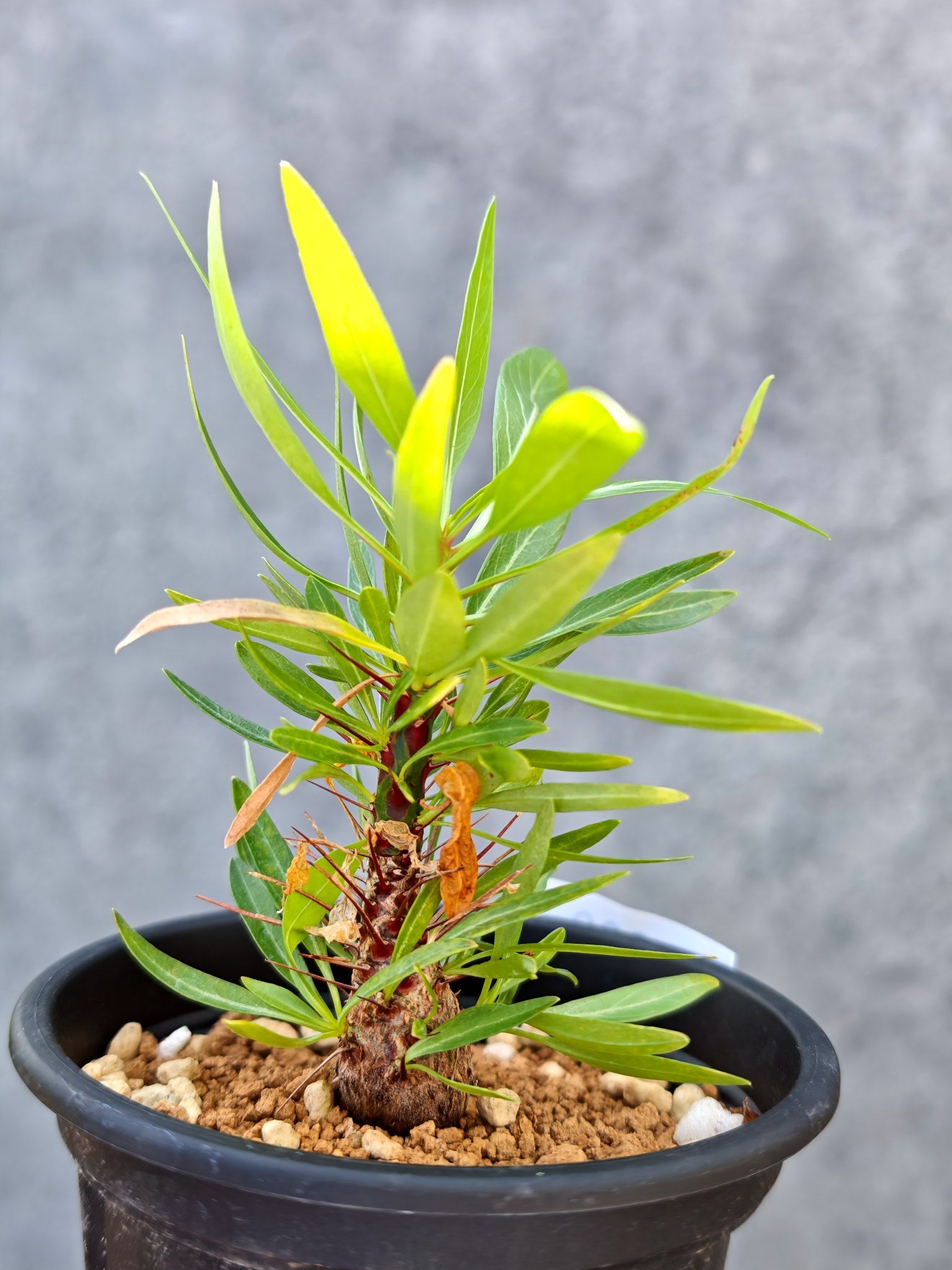 フォークイエリア・プルプシー 実生【L29】 Fouquieria purpusii 塊根