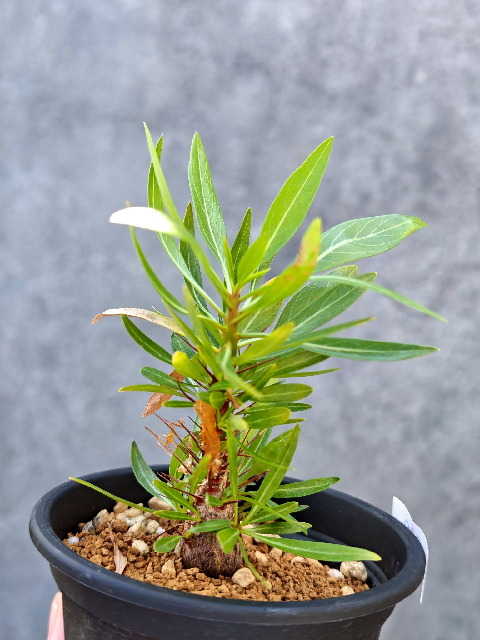 フォークイエリア・プルプシー 実生【L29】 Fouquieria purpusii 塊根