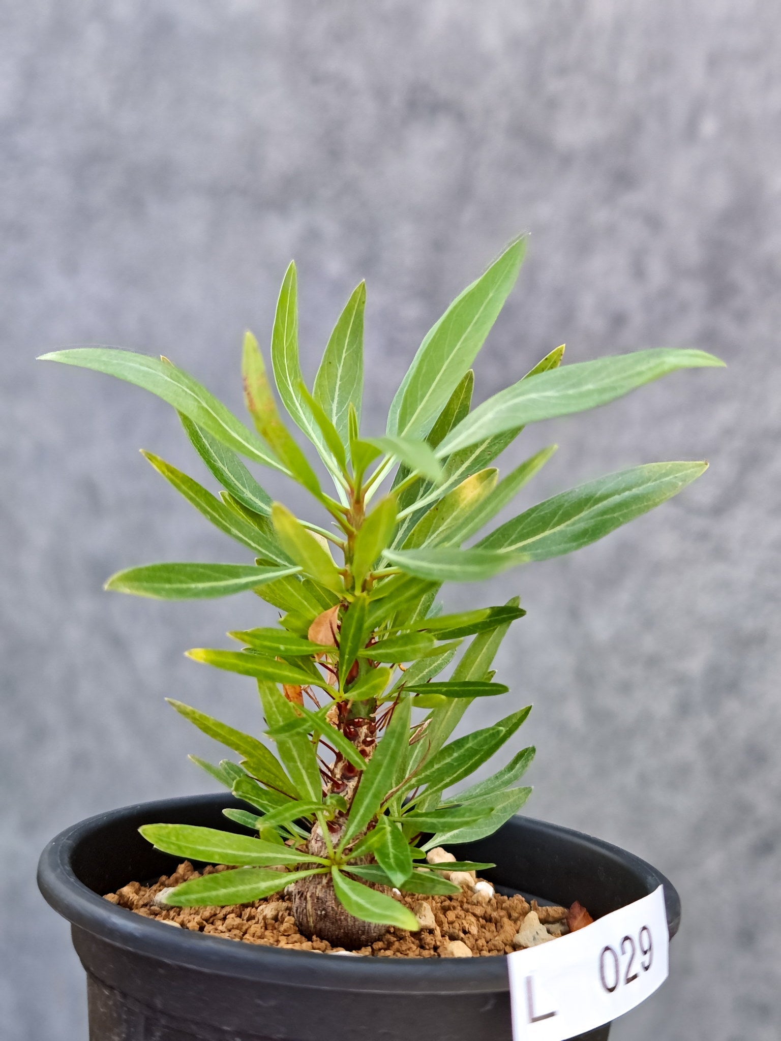 フォークイエリア・プルプシー 実生【L29】 Fouquieria purpusii 塊根