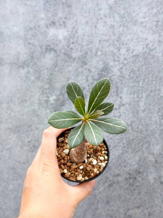 【現品限り】アデニウム・ソコトラナム 実生【L2】 Adenium socotranum