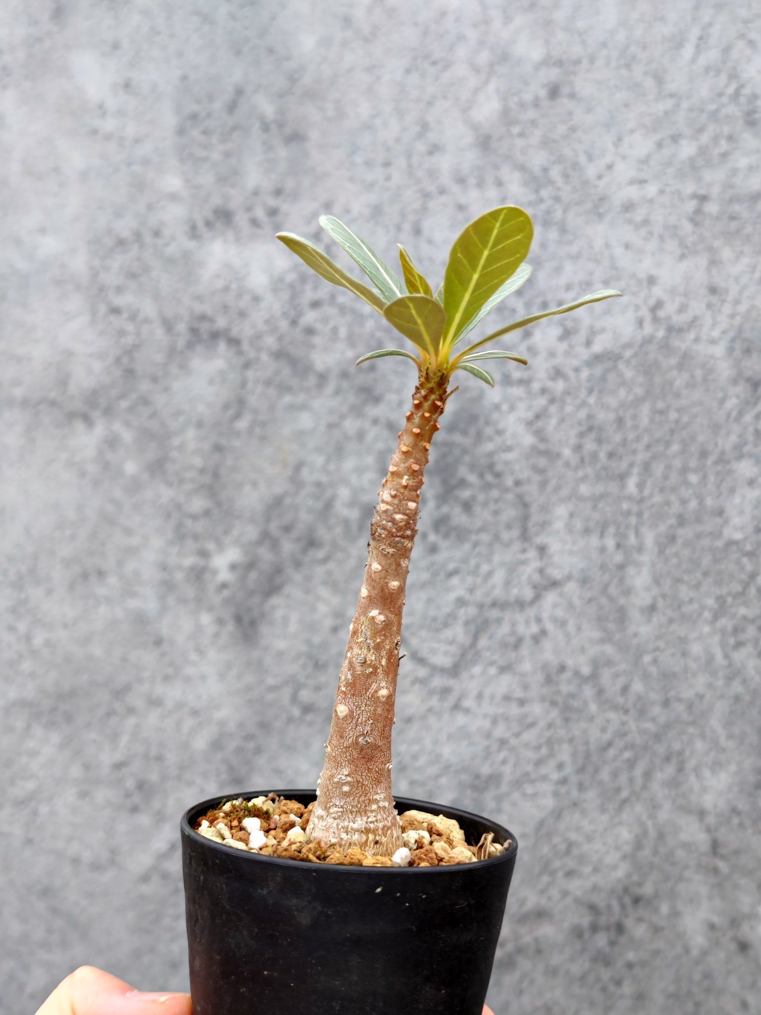 アデニウム・ソコトラナム 実生【L2】 Adenium socotranum 塊根植物