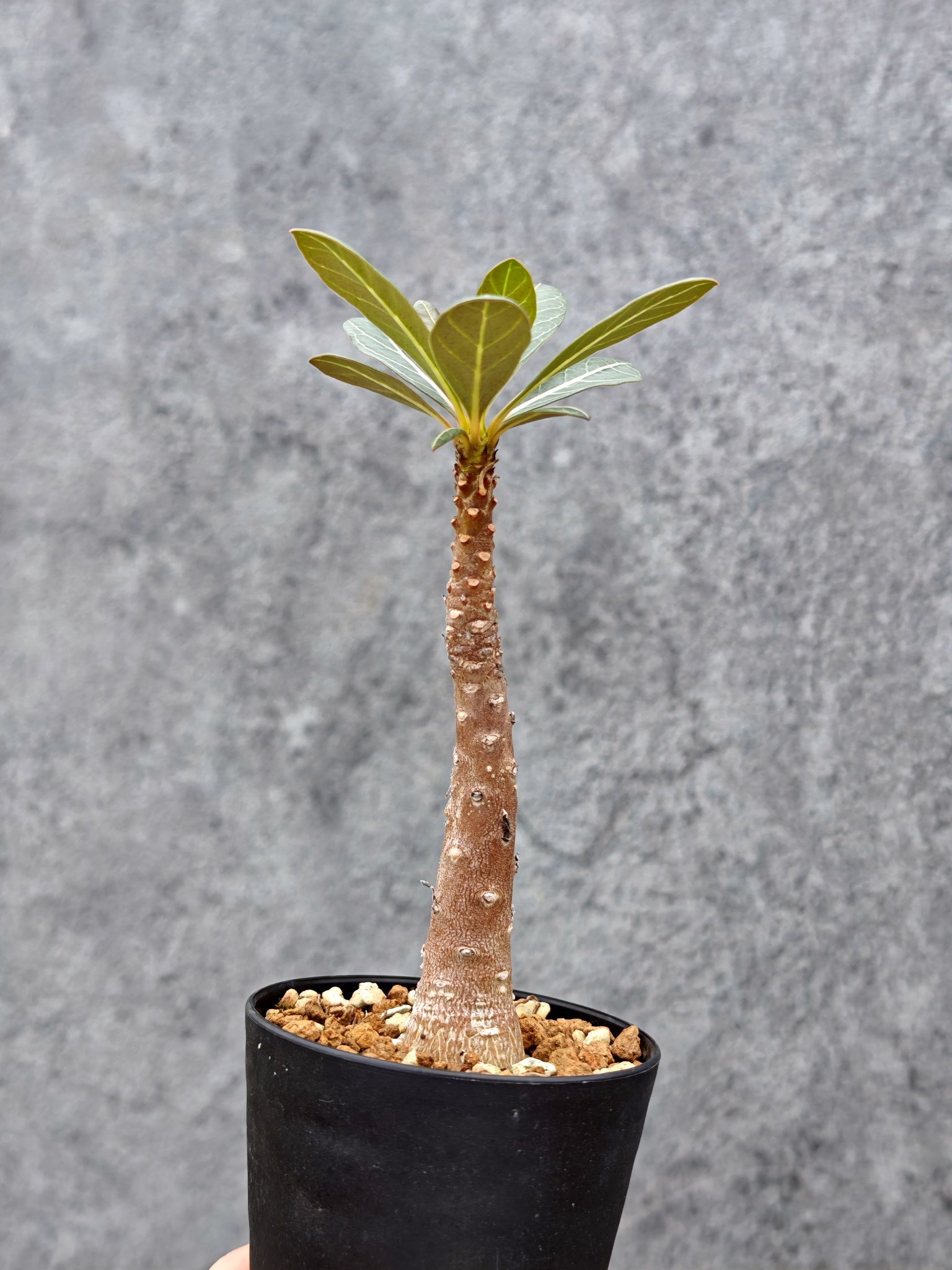 アデニウム・ソコトラナム 実生【L2】 Adenium socotranum 塊根植物 アデニウム・ソコトラナム 実生【L2】 Adenium socotranum 塊根植物