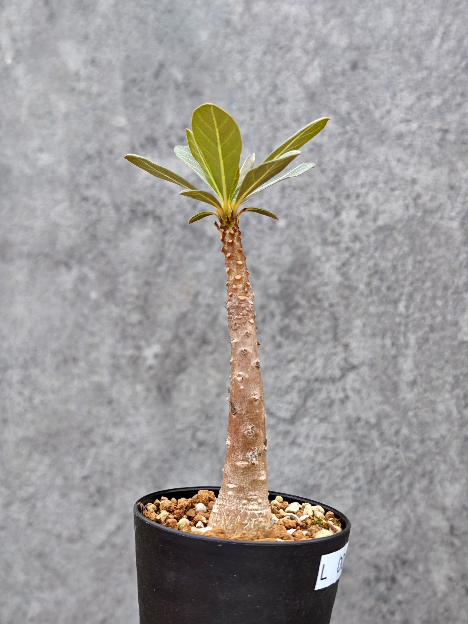 アデニウム・ソコトラナム 実生【L2】 Adenium socotranum 塊根植物