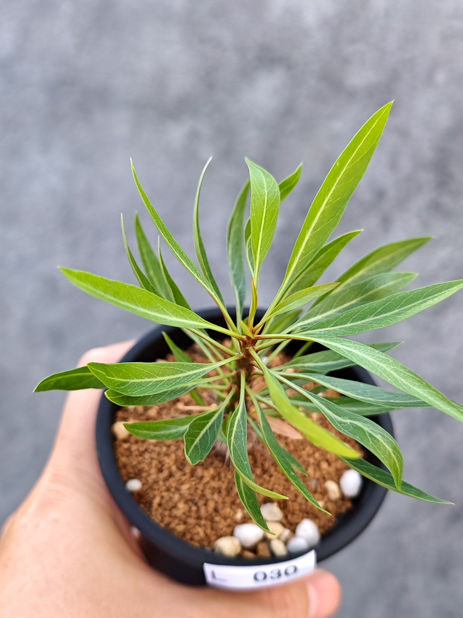 フォークイエリア・プルプシー 実生【L30】 Fouquieria purpusii 塊根