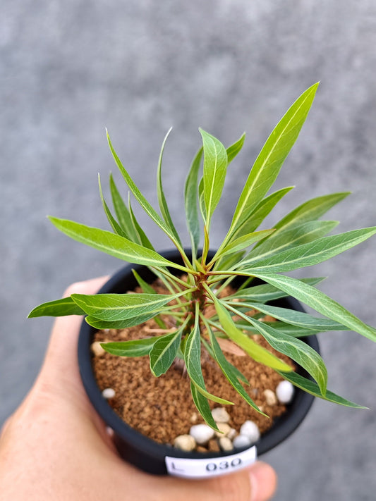 【現品限り】フォークイエリア・プルプシー 実生【L30】 Fouquieria purpusii
